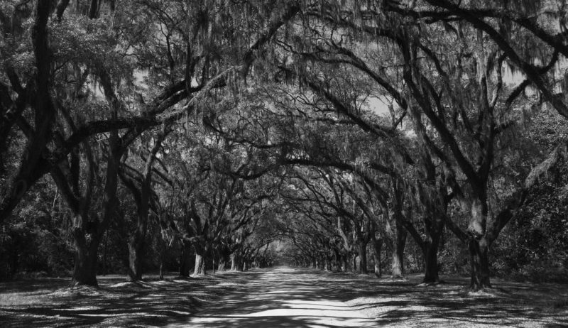 Road under Oak trees dripping in Spanish moss