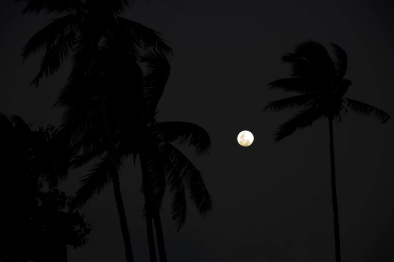 Full moon over swaying palm trees