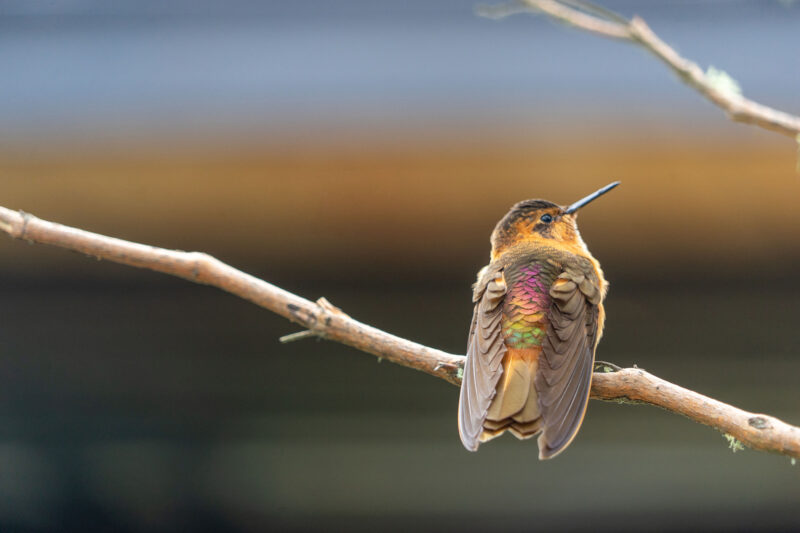 Hummingbird