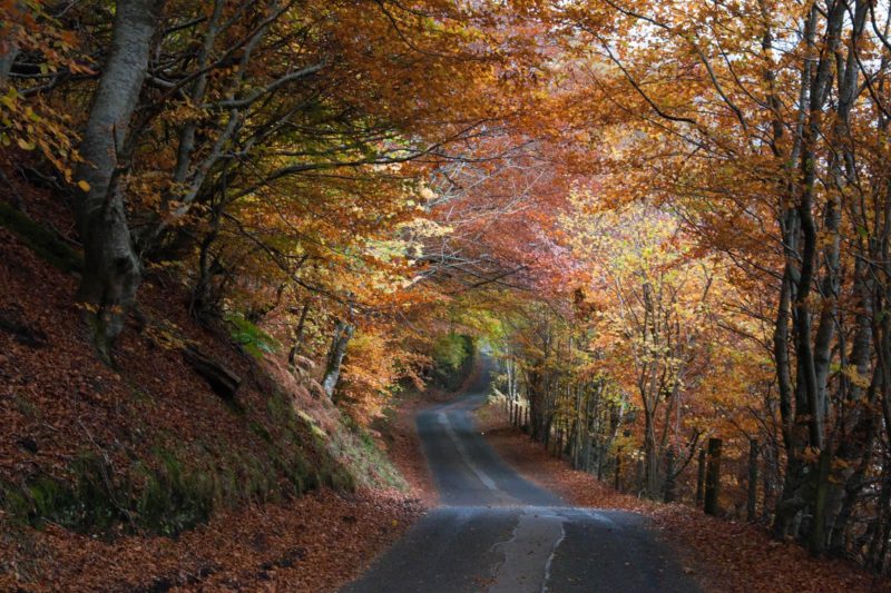 Rural road under autumn foliage